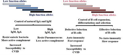 TNFRSF13B Diversification Fueled by B Cell Responses to Environmental Challenges—A Hypothesis